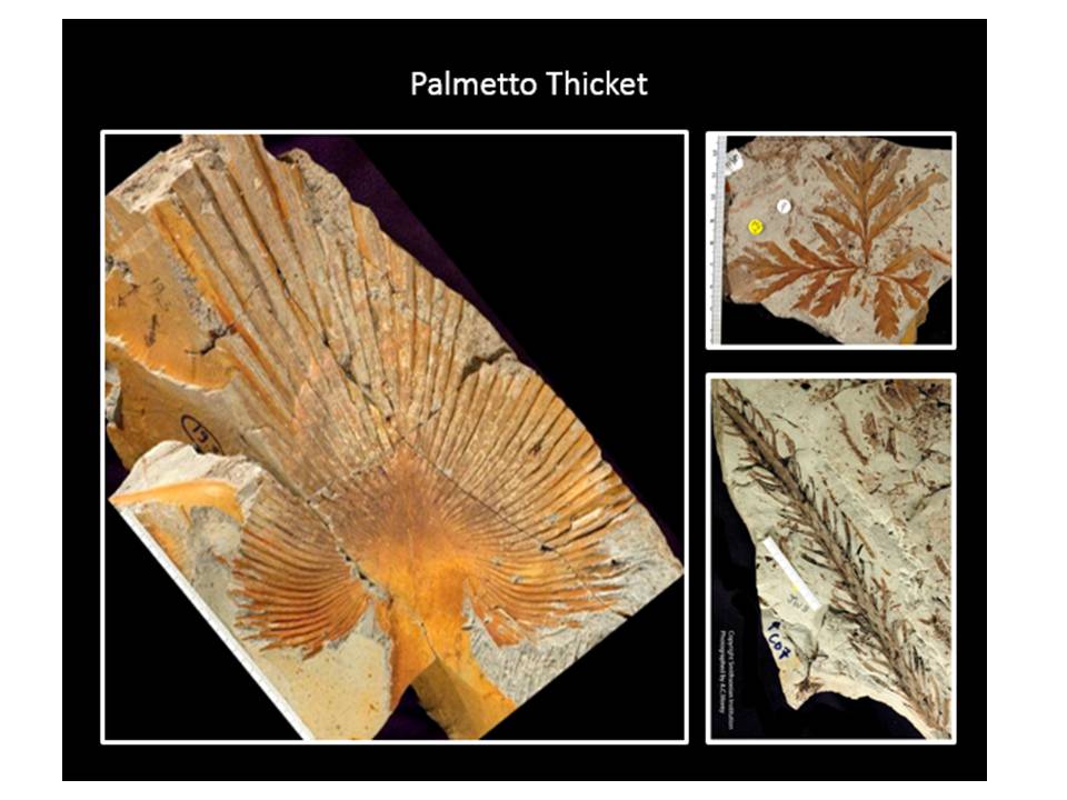 Pictures Palmetto plant fossils