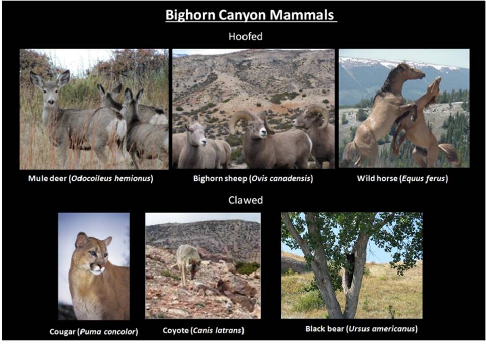 Picture Bighorn Canyon mammals, Bighorn Canyon National Recreation Area