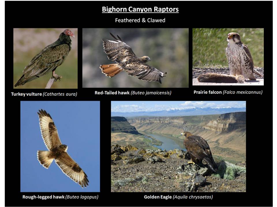 Picture Bighorn Canyon raptors, Bighorn Canyon National Recreation Area