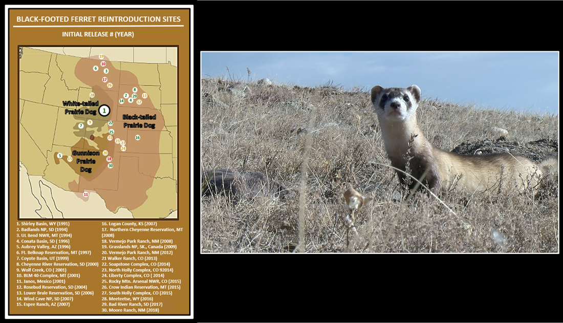 Map of black-footed ferret reintroduction sites and prairie dog distribution, and picture of black-footed ferret