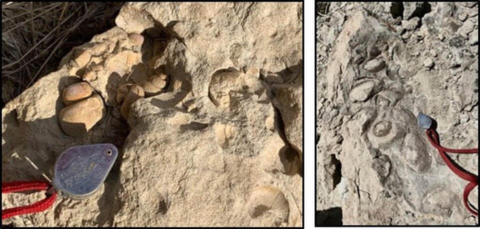Pictures of fossil gastropods and pelecypods in Eocene Tatman Formation, Squaw Peaks, Wyoming