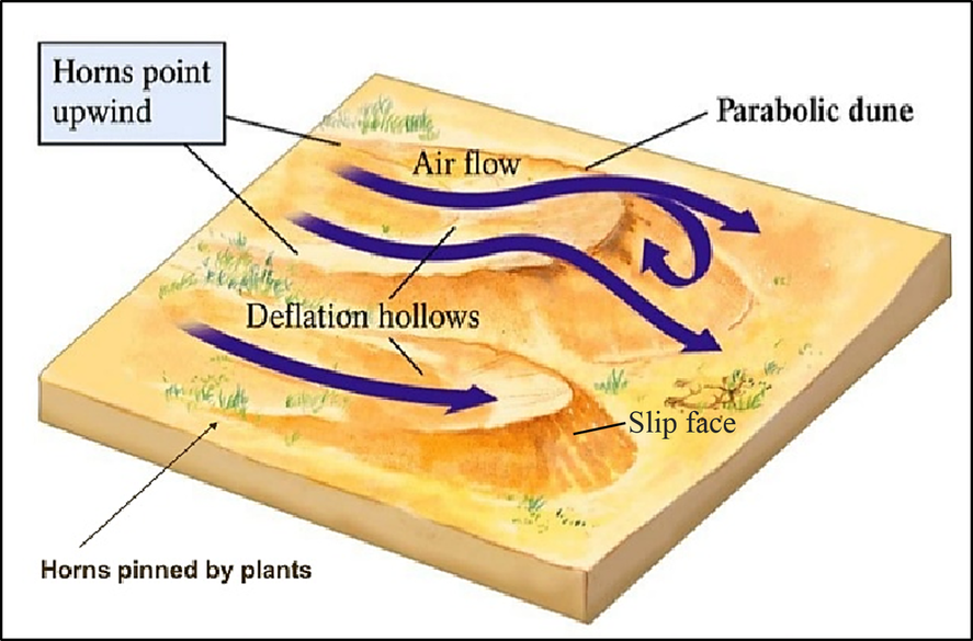 Diagram of parabolic sand dune