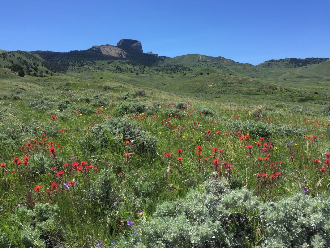 Picture of Heart Mountain and Indian Paintbrush, Park County, Wyoming