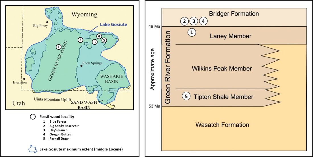 Map of maximum extent of Eocene Lake Gosiute and Eocene stratigraphic column, Green River Basin, Wyoming