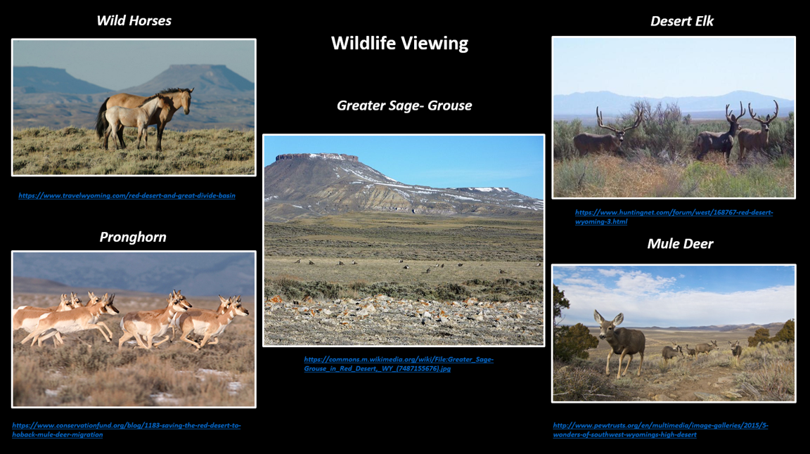 Pictures of wildlife in Red Desert, Wyoming