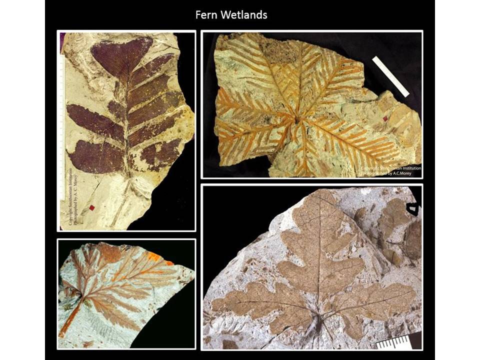 Pictures Late Cretaceous fern wetlands plant fossils