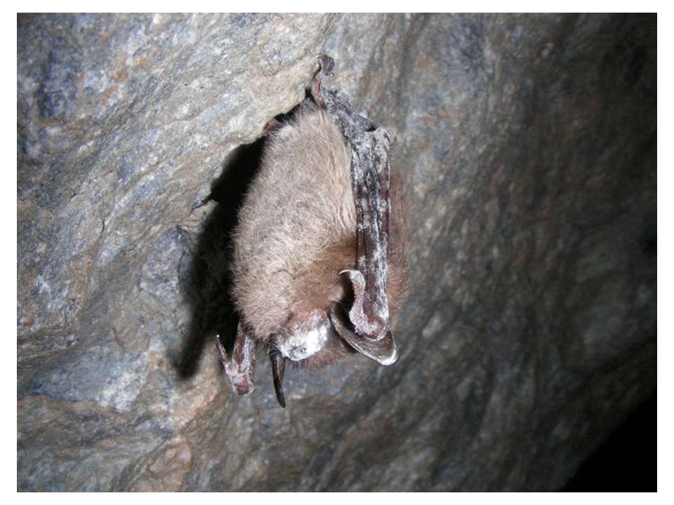 Picture Townsend’s big-eared bat with white nose syndrome