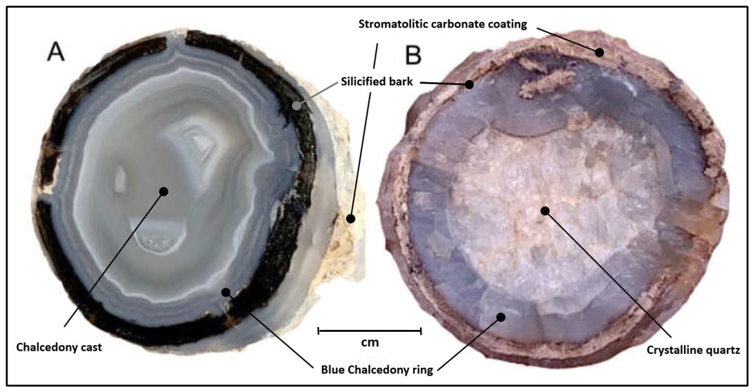 Pictures of petrified wood from Blue Forest locality, Sweetwater County, Wyoming
