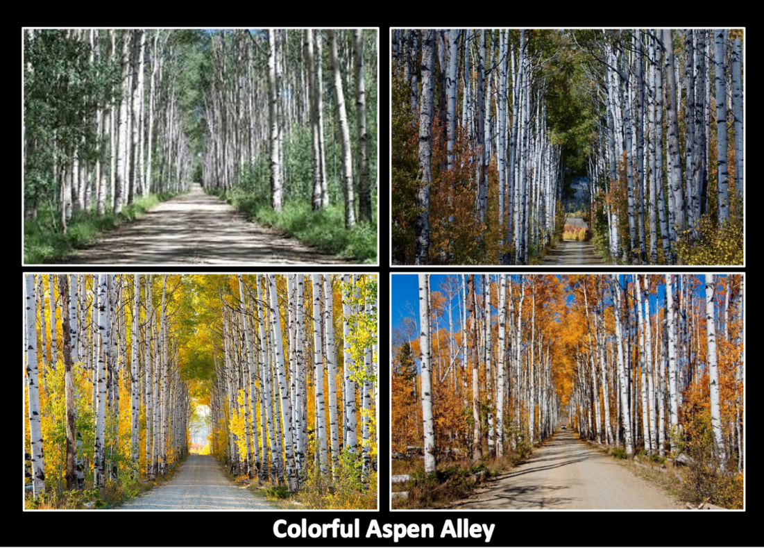 Aspen Alley, Sierra Madre Mountains, Carbon County, Wyoming