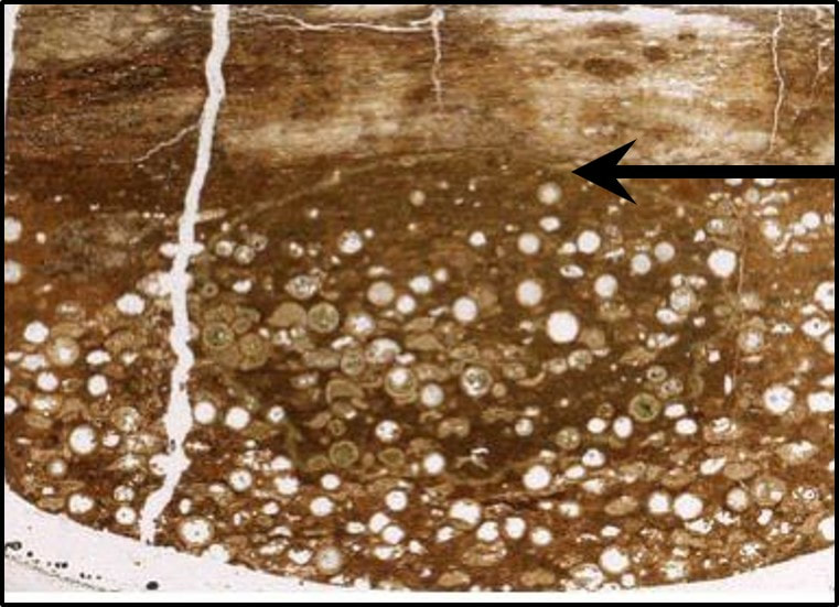Picture of Dogie Creek Wyoming K-T boundary layer with lower interval of spherules and upper interval with iridium & shock quartz