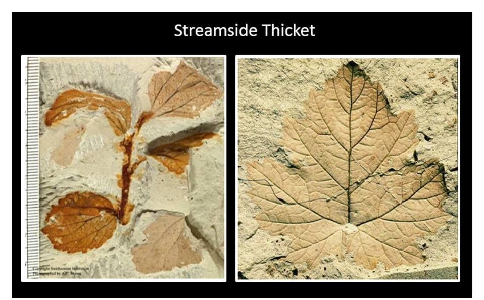 Pictures streamside thicket plant fossils