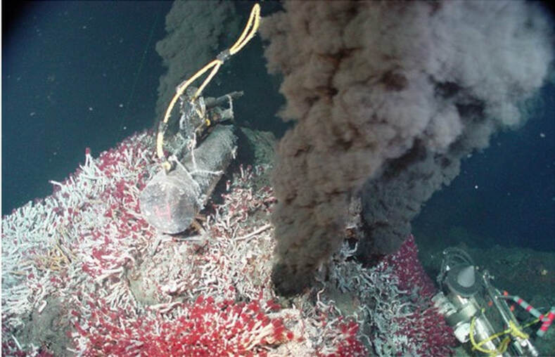 Picture of bed of tube worms surrounding a hydrothermal vent