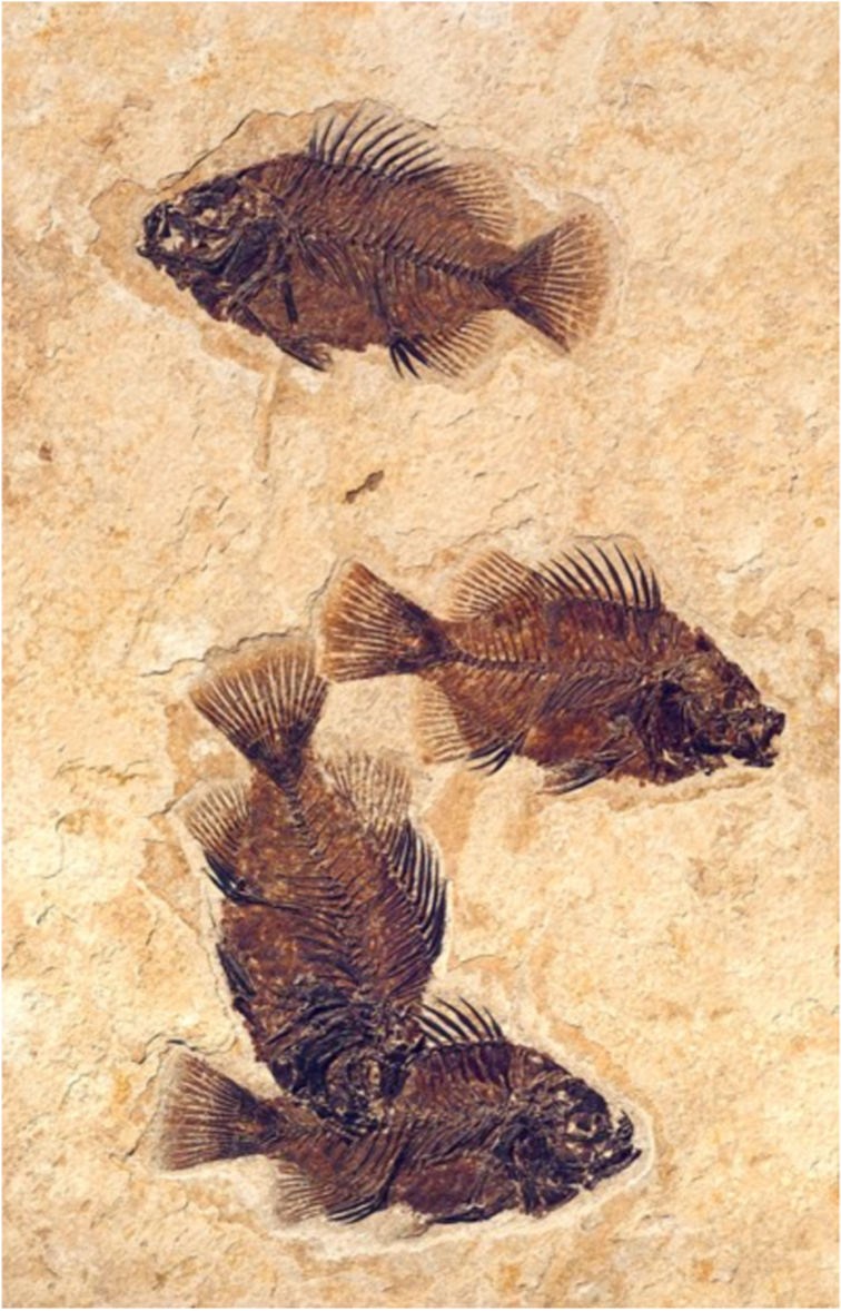 Picture of fossil fish Cockerellites, Eocene, Fossil Butte National Monument, Wyoming