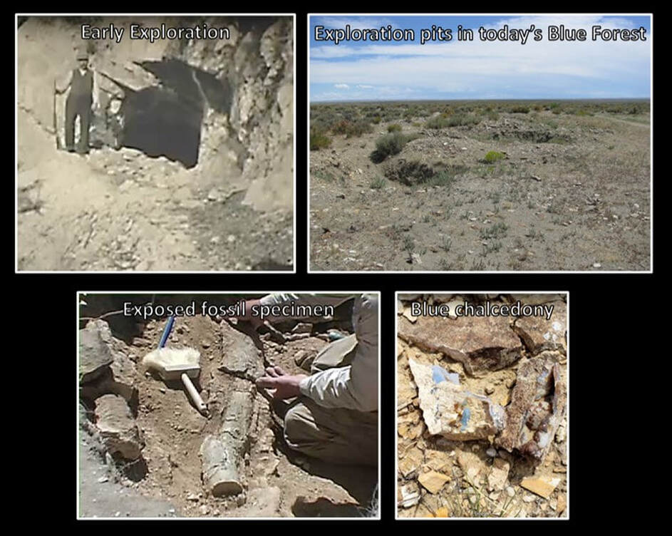 Pictures of fossil wood excavation at the Blue Forest locality, Sweetwater County, Wyoming