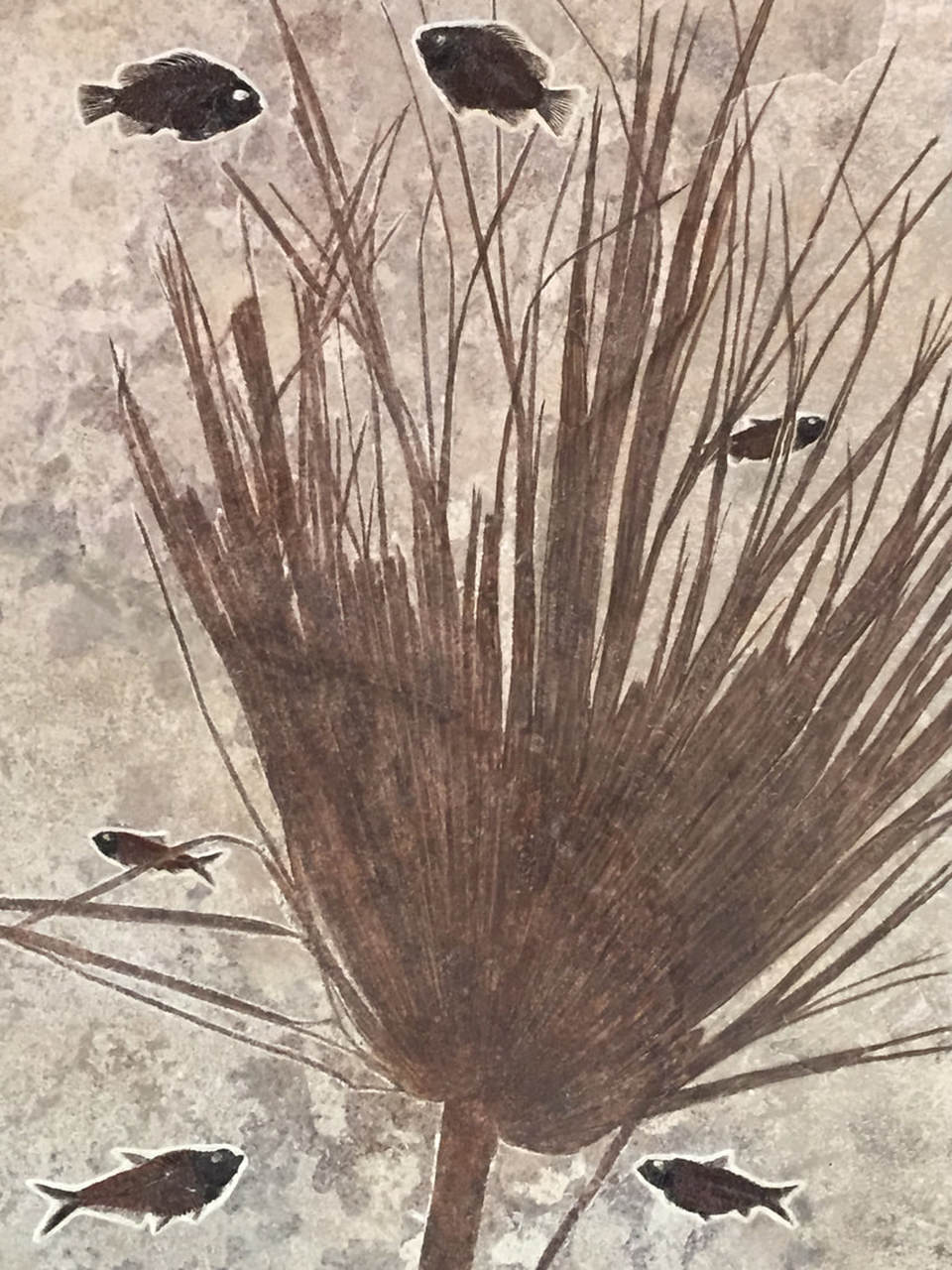 Fossil palm frond and fossil fish in 18