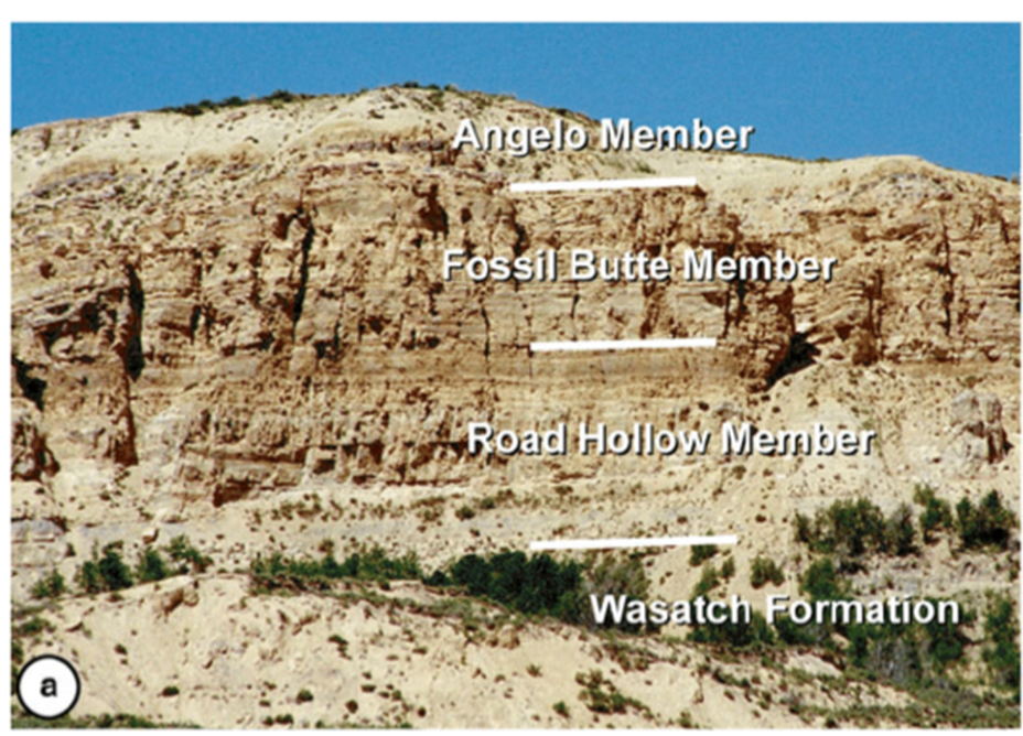 Picture of Green River Formation annotated with members at Fossil Butte National Monument, Wyoming
