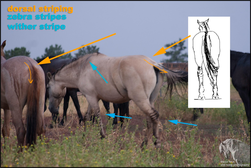 Picture of primitive markings on wild horses