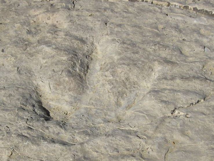 Picture of dinosaur track at Red Gulch Dinosaur Tracksite, Big Horn County, Wyoming