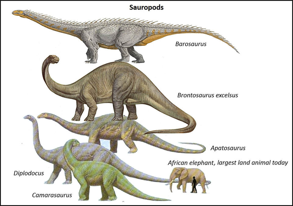 Pictures of Sauropod Dinosaurs