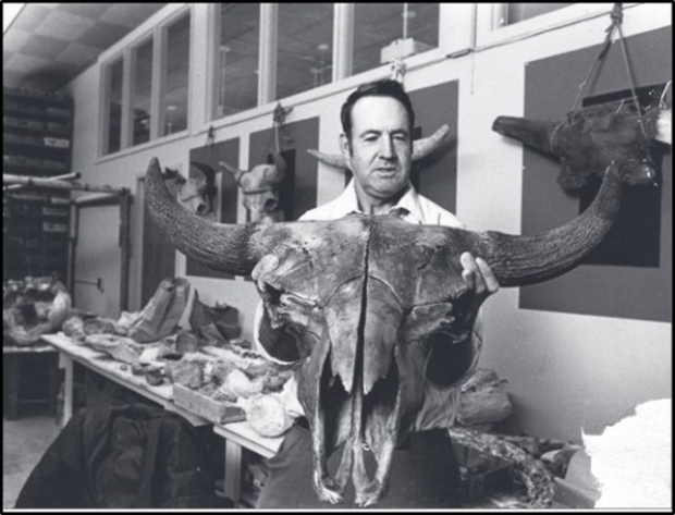 Picture of George Frison holding Bison antiquus skull from Shirley Basin , Wyoming