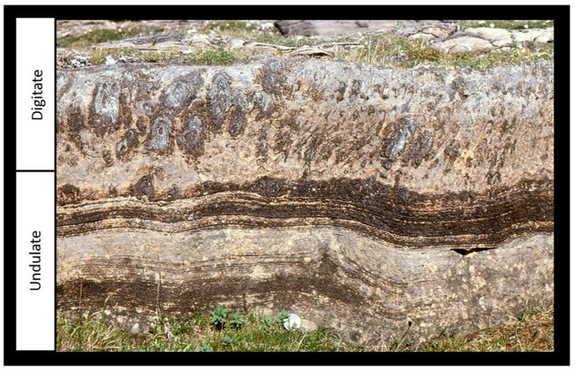 Picture of stromatolite undulate and digitate structures