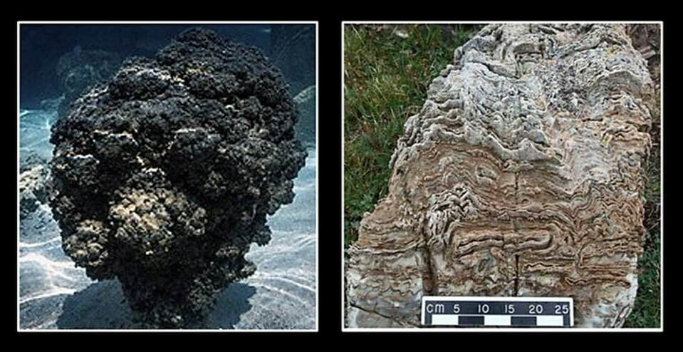 Picture of modern stromatolite in Shark Bay and ancient stromatolite Nash Fork Formation, Snowy Range