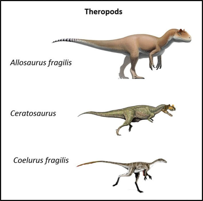 Picture of Theropod Dinosaurs