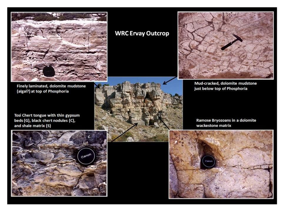 Pictures Picture Permian Ervay Member of Phosphoria Formation, Wind River Canyon, Hot Springs County, Wyoming