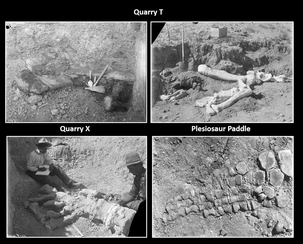 Pictures of fossil, in place at Freezeout Hills Dinosaur Quarries, Wyoming