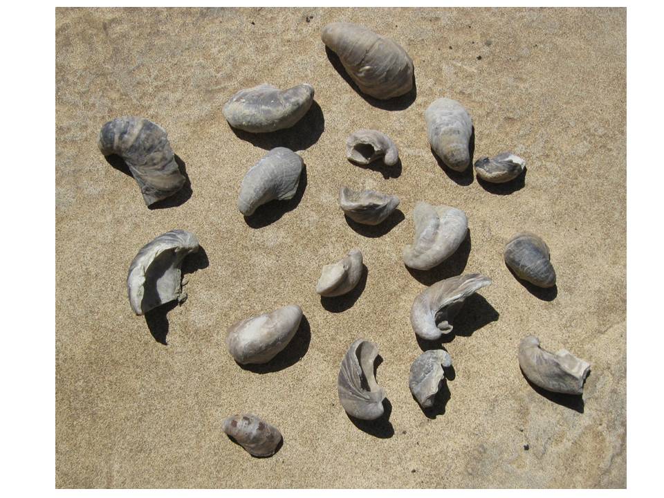 Picture fossil oysters, Gryphaea or Devil's toenails