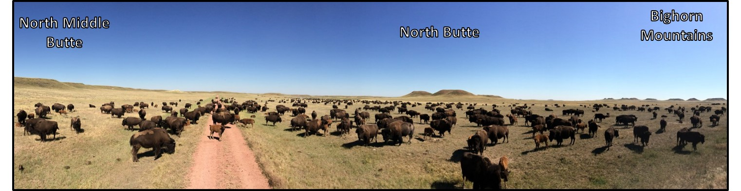 Picture of bison on Durham Ranch near Pumpkin Buttes, Wyoming