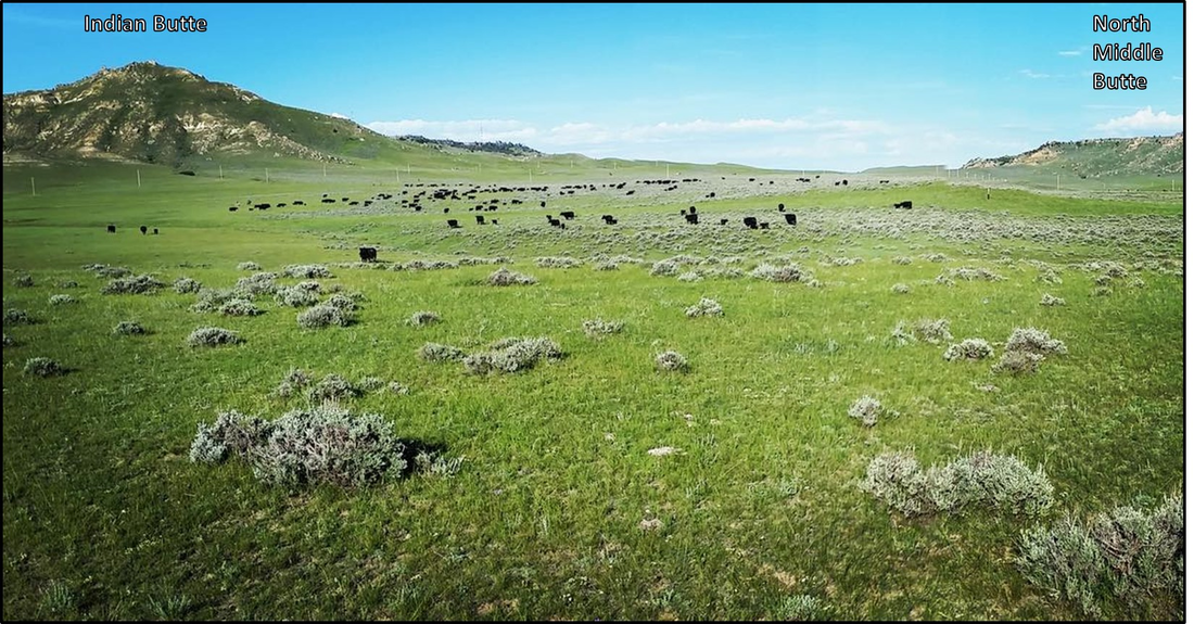 Picture of  Black Angus cattle at Pumpkin Buttes, Wyoming 
