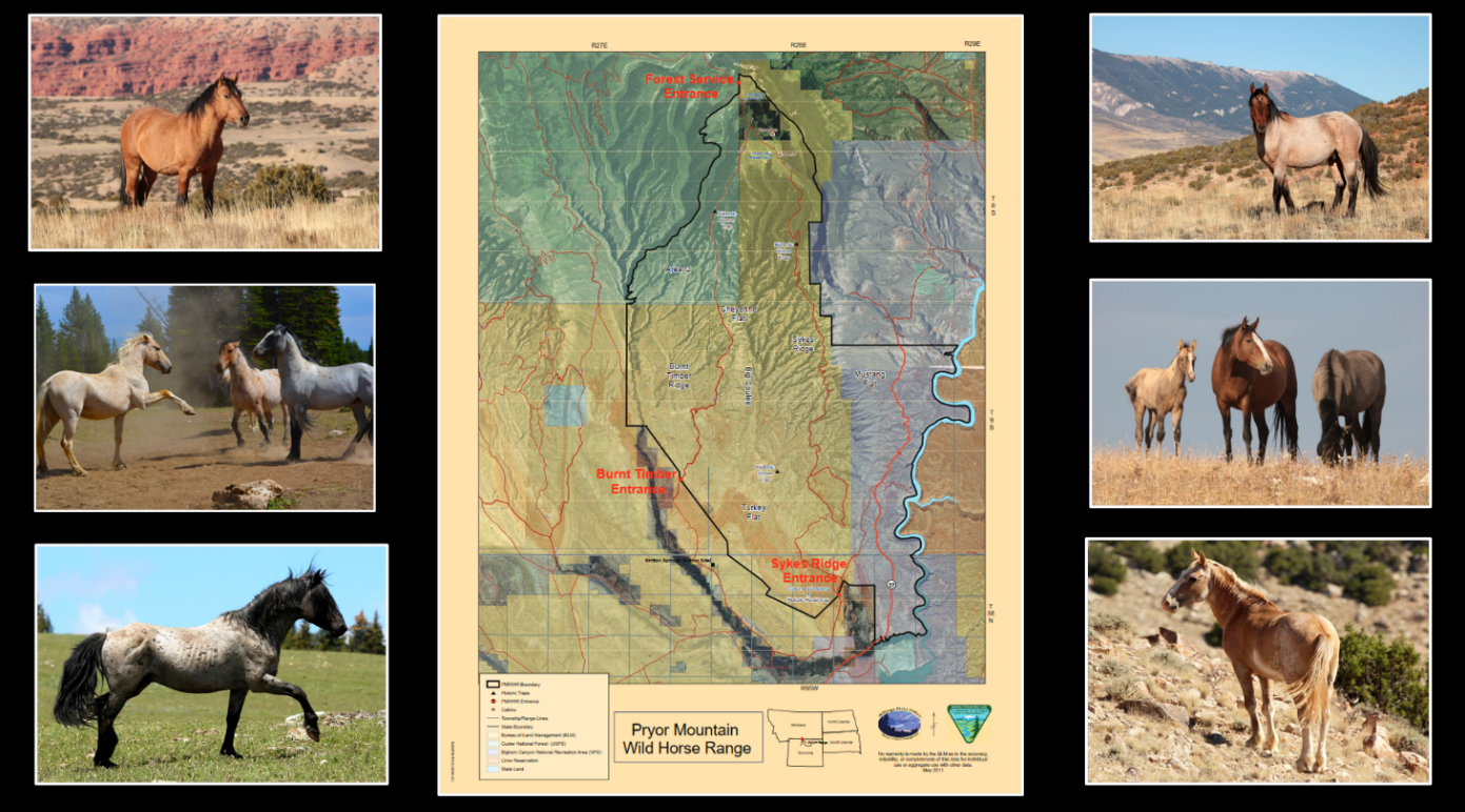 Pictures of Pryor Mountains wild horses and map of Pryor Mountains Wild Horse Range, Wyoming and Montana