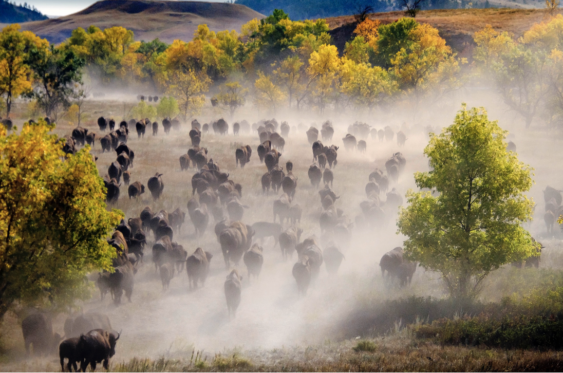 Picture of Bison herd