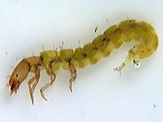 Picture of larvae Trichoptera Caddisfly