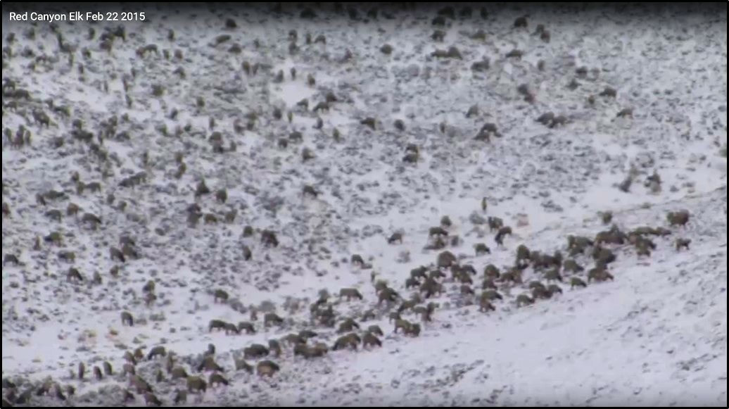 Picture elk herd wintering on Red Canyon Wildlife Management Habitat Area, Fremont County, Wyoming