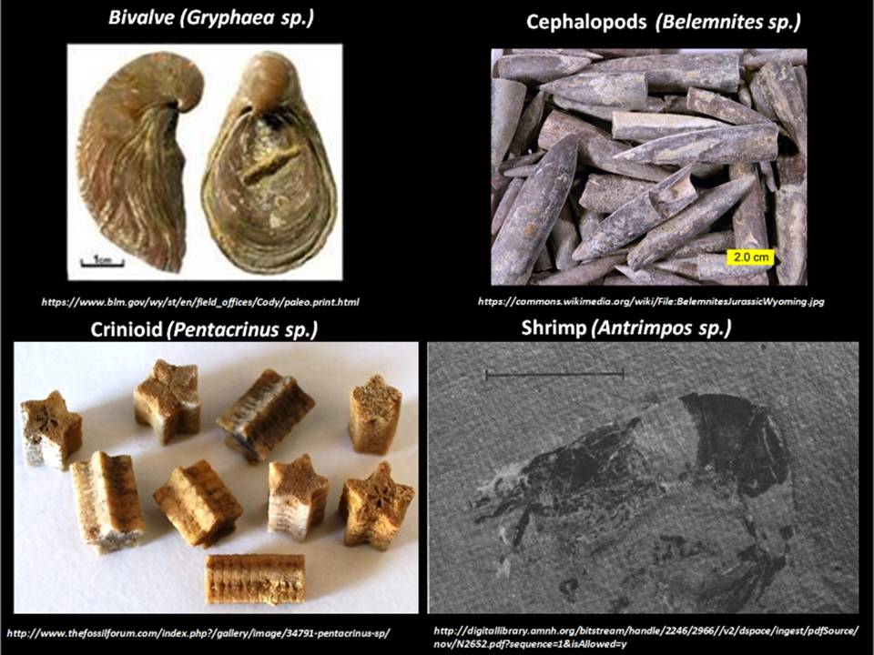 Pictures of invertebrates from Jurassic Seaway, Gryphaea, Belemnites, Crinoid, Shrimp