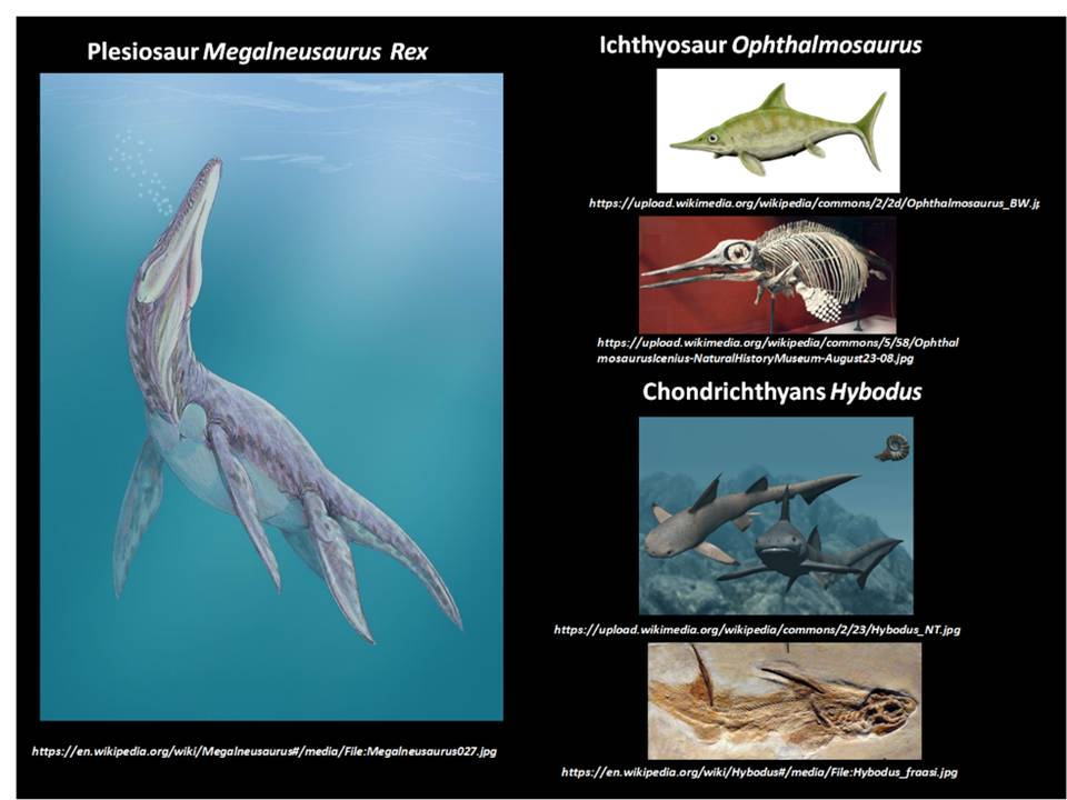 Pictures of vertebrates from the Jurassic Seaway, Plesiosaur, Ichthyosaur, Sharks
