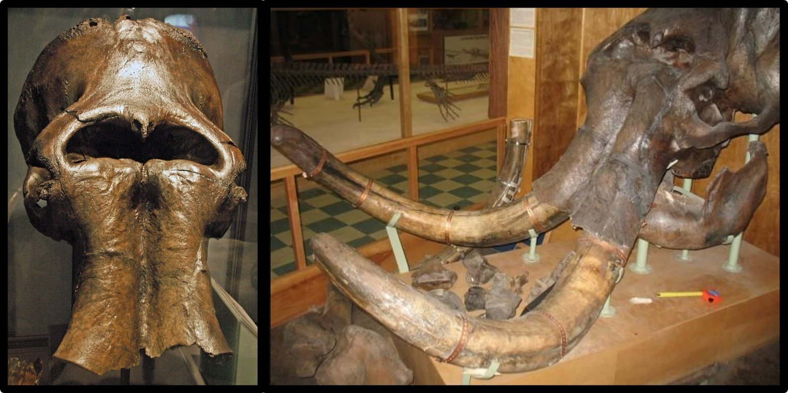 Pictures of Columbia mammoth skull from U.P. Mammoth Site, Carbon County, Wyoming