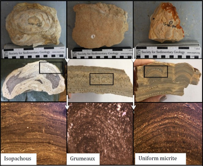 Pictures of stromatolites microstructure, Wyoming
