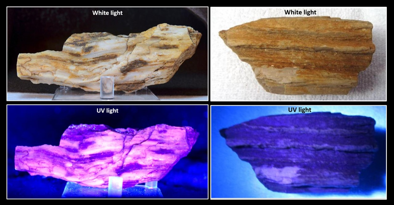 Pictures of Shirley Basin petrified wood under fluorescent and UV light, Wyoming