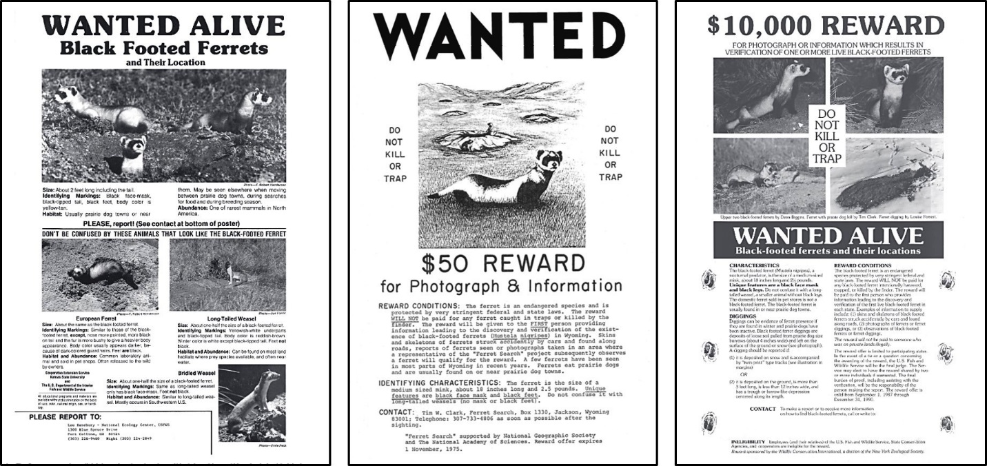 Black-footed ferret wanted posters, 1974 to 1989