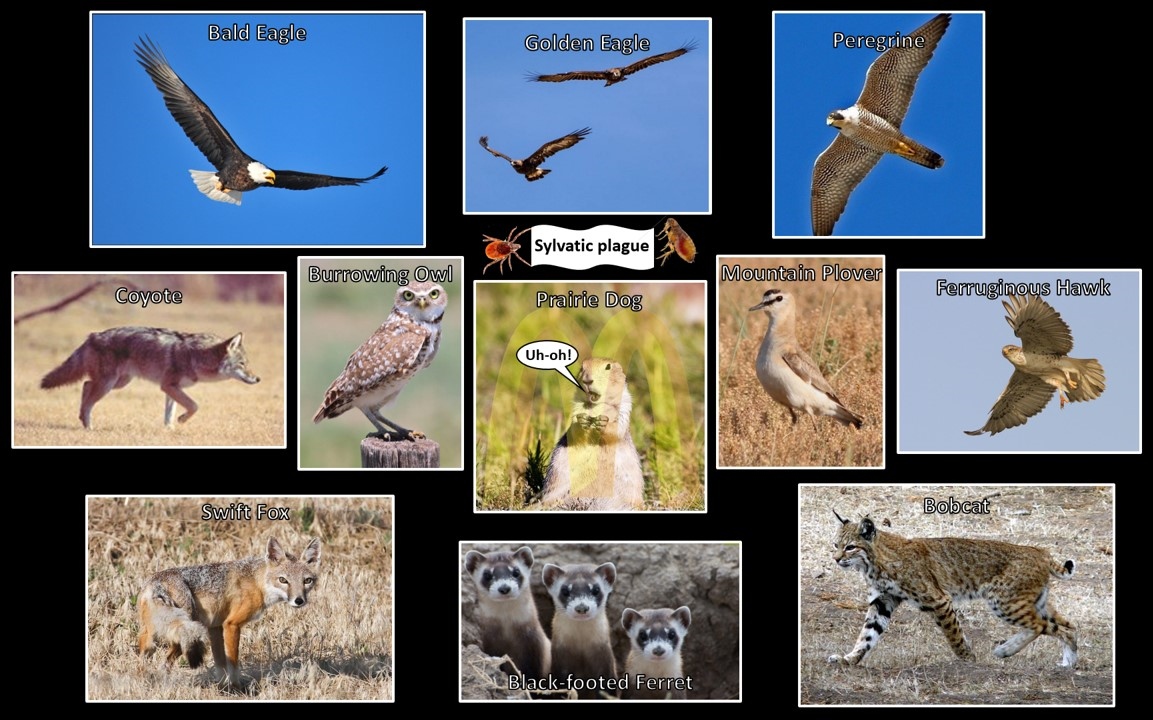 Pictures of Bald Eagle, Golden Eagles, Peregrine Falcon, Coyote, Burrowing Owl, Prairie Dog, Mountain Plover, Ferruginous Hawk, Swift Fox, Black-Footed Ferrets, and Bobcat
