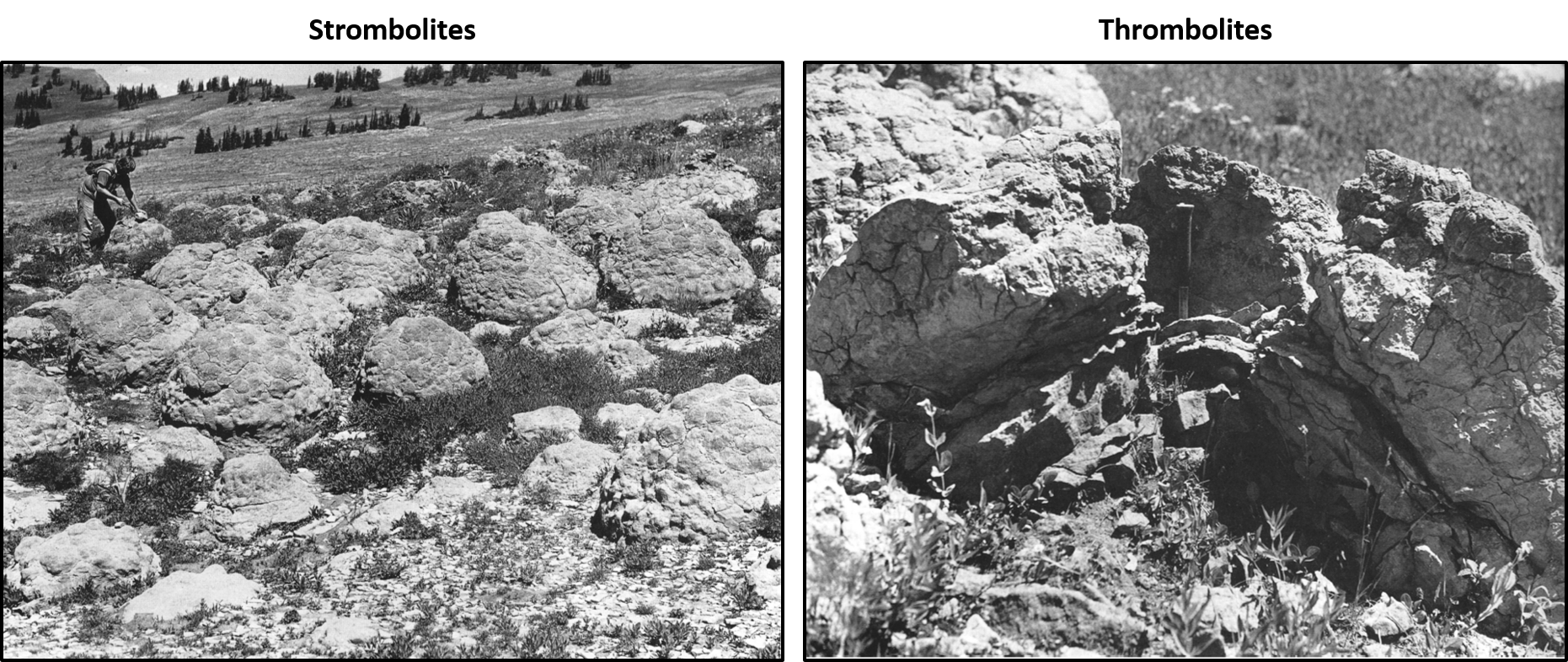 Pictures of stromatolites in the Cambrian Death Canyon Limestone, Teton Range, Wyoming 