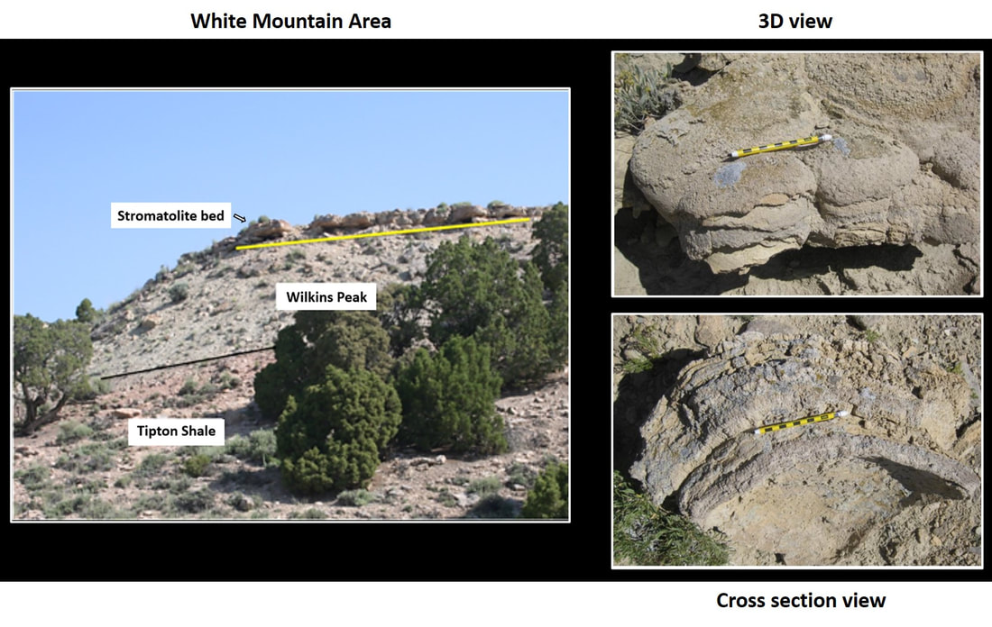 Pictures Eocene stromatolites in White Mountain area near Rock Springs, Sweetwater County, Wyoming
